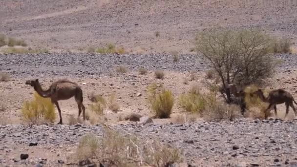 摩洛哥Ait Zeggane周围的野生骆驼群 — 图库视频影像