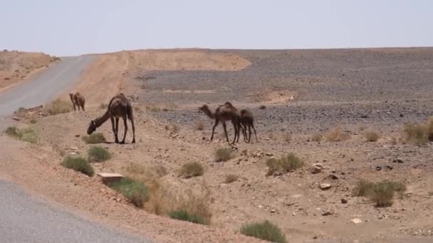 Herd Wilde Dromedaris Kamelen Naast Weg Rond Ait Zeggane Marokko — Stockvideo