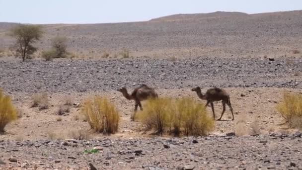 Twee Jonge Wilde Dromedaris Kamelen Rond Ait Zeggane Marokko — Stockvideo