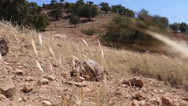 Marokkaanse Schildpad Loopt Een Rotsachtige Heuvel Marokko Afrika — Stockvideo