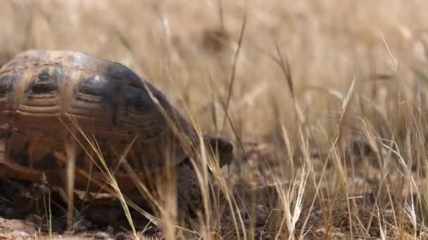 Марокканская Черепаха Уходит Марокко Африка — стоковое видео