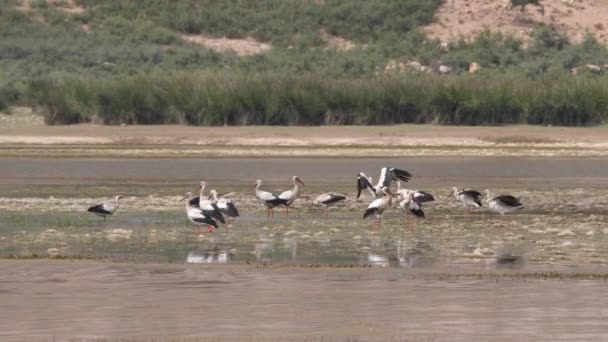 Storks Landing Lake Morocco Africa — Stock Video