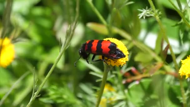 摩洛哥和非洲的一种常见蒲公英上的黑虫和红虫 — 图库视频影像