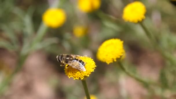 Horzel Een Gemeenschappelijke Paardebloem Marokko Afrika — Stockvideo