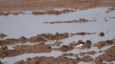 Somone Lagoon Reserve, Senegal, Afrika 'daki Kemancı yengeç grubu.