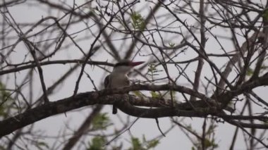 Afrika, Senegal 'de bir ağaçta çizgili Kingfisher