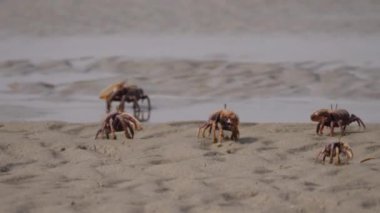 Batı Sahra, Afrika sahillerinde bir grup Kemancı yengeç.