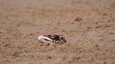Kemancı yengeci Batı Sahra, Afrika 'da yiyecek parçacıkları için kumu eliyor.