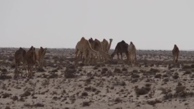 Batı Sahra, Afrika 'da dromedary deve sürüsü