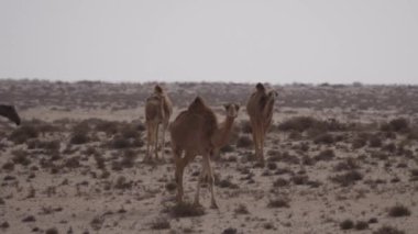 Batı Sahra, Afrika 'da dromedary deve sürüsü