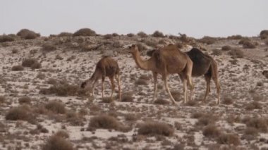 Batı Sahra, Afrika 'da dromedary deve sürüsü