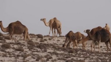 Batı Sahra, Afrika 'da dromedary deve sürüsü