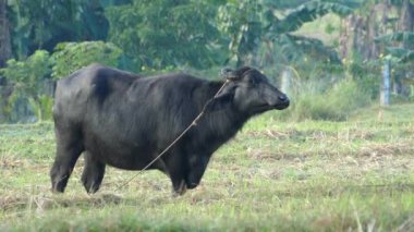 Su bufalosu çimlerin üzerinde duruyor ve uzaklaşıyor.