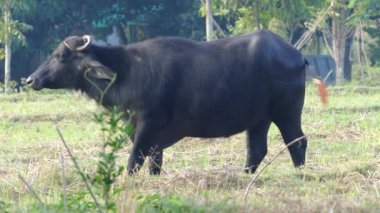 Kıymık gibi su bufalosu çimlerin üzerinde duruyor.