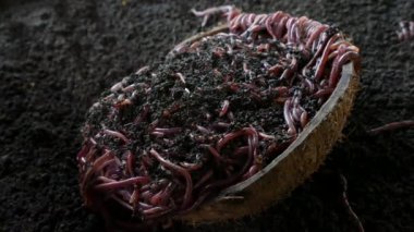 Filipinler 'de bir çiftlikte büyük bir gübre yığını.