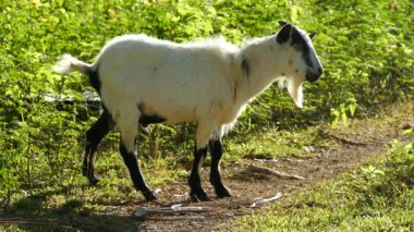 Keçi etrafına bakıyor ve sabahın köründe Filipinler 'in kırsalında yürüyüp gidiyor.