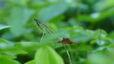 Güzel yusufçuk bir dalda oturuyor ve Filipinler kırsalında uçuyor.