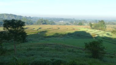 Filipinler 'de pirinç terasları olan sabah tarlaları.
