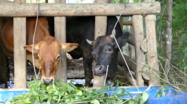 Filipinler 'de bir çiftlikte yemek yemekten vazgeçen iki inek.
