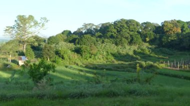 Filipinler 'de sabah tarlaları