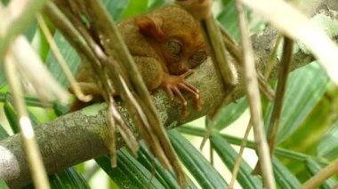 Filipinli tarsier uyanır uyanmaz ağaçta uyuyor ve kocaman gözlerini açıyor.
