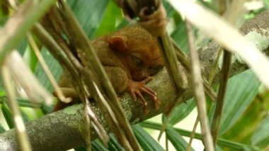 Uykulu Filipinli tarsier koca gözlerini kapatıyor.