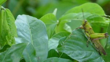Filipinler 'de rüzgarla yaprağın üzerinde oturan büyük yeşil bir çekirge.