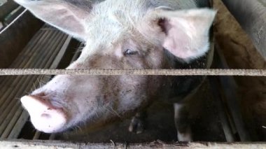 Filipinler 'de bir çiftlikteki ahırdaki domuzdan