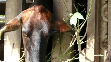 Filipinler 'de bir çiftlikte yaprak yiyen kahverengi bir ineğe yakın.