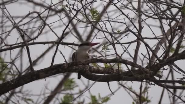 Ριγέ Kingfisher Ένα Δέντρο Στη Σενεγάλη Αφρική — Αρχείο Βίντεο