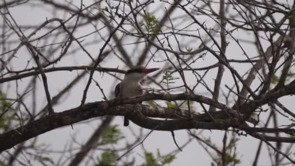 Martín Pescador Rayas Árbol Senegal África — Vídeo de stock