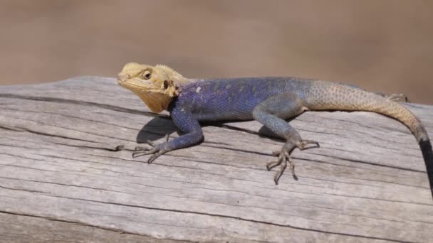 Agama Hagedis Een Boomstam Senegal Afrika — Stockvideo