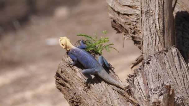 Agama Eidechse Auf Einem Baumstamm Senegal Afrika — Stockvideo