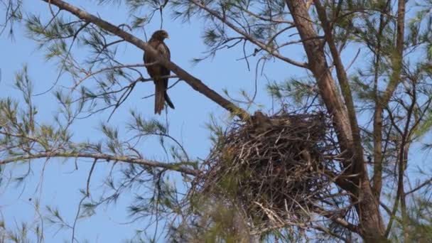 Tawny Eagle Stromě Senegalu Afrika — Stock video