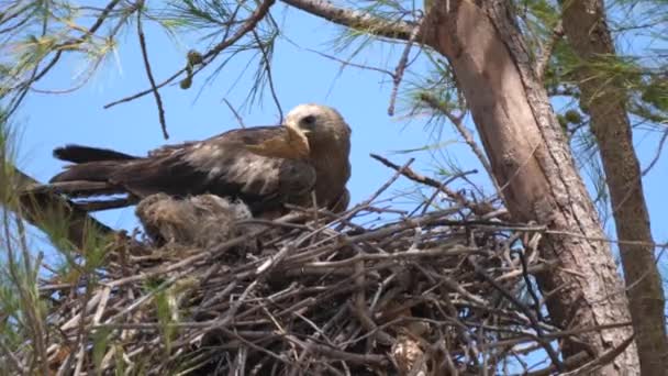 Tawny Eagle Bouwt Een Nest Een Boom Senegal Afrika — Stockvideo