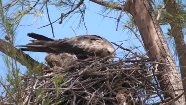 Tawny Eagle Buduje Gniazdo Drzewie Senegalu Afryka — Wideo stockowe