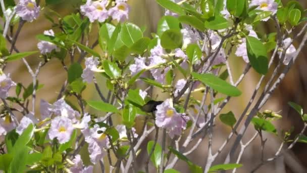 Honigvogel Ernährt Sich Von Einer Blume Senegal Afrika — Stockvideo