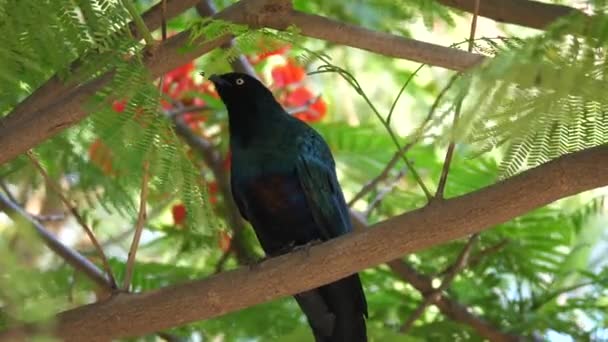 Étourneau Brillant Oreilles Bleues Dans Arbre Sénégal Afrique — Video