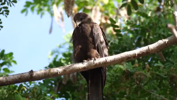 Cerf Volant Dans Arbre Sénégal Afrique — Video