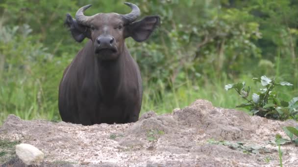 Buffle d'eau marche sur un rocher au parc national de Kran au Togo