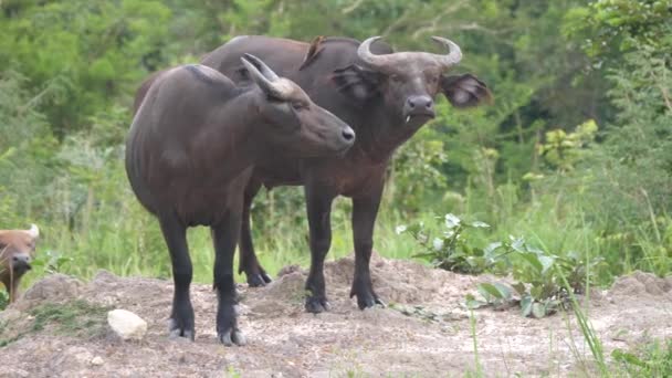 Twee Waterbuffels Een Rots Kran National Park Togo — Stockvideo