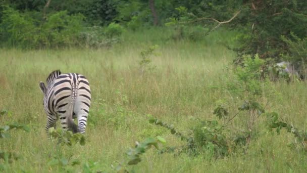 Zèbre Éloignant Parc National Kran Togo — Video