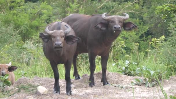 Dois Búfalos Água Uma Rocha Parque Nacional Kran Togo — Vídeo de Stock