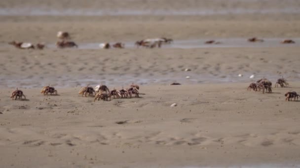 Grupa Krabów Skrzypcowych Plaży Saharze Zachodniej Afryka — Wideo stockowe