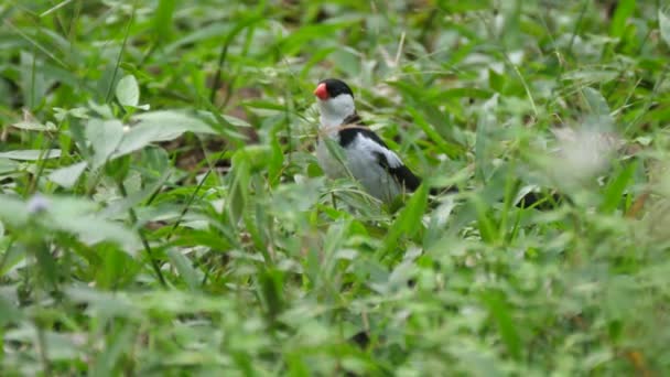 Pin Tailed Whydah Eating Grass Seed — Stock Video