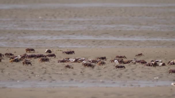 Grupo Caranguejos Fiddler Praia Saara Ocidental África — Vídeo de Stock