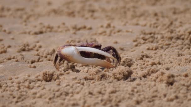 Fiddler Krab Prosévání Písek Pro Potravinářské Částice Západní Sahaře Afrika — Stock video