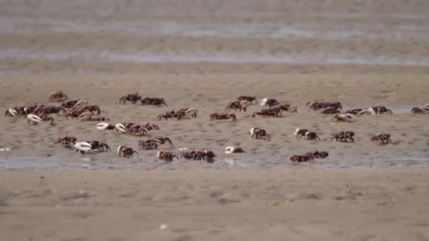 Grupa Krabów Skrzypcowych Plaży Saharze Zachodniej Afryka — Wideo stockowe