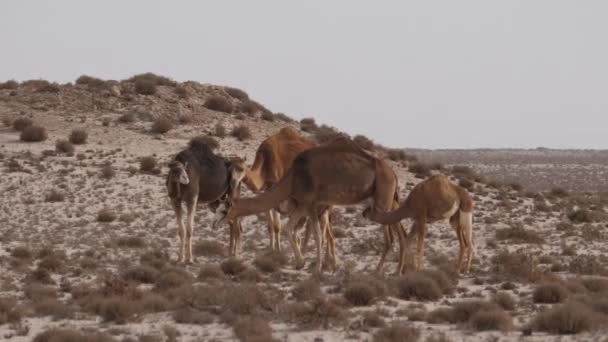 Herd Van Dromedaris Kamelen Westelijke Sahara Afrika — Stockvideo