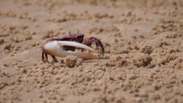 Caranguejo Fiddler Peneirando Areia Para Partículas Alimentos Saara Ocidental África — Vídeo de Stock